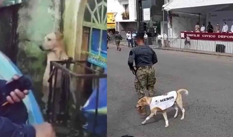 Desfila en Tabasco “Nerón”, perro rescatado en la colonia Gaviotas durante inundaciones de 2020