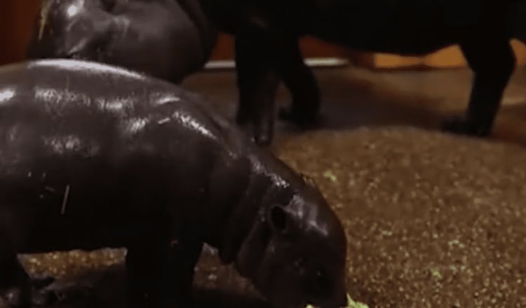 Nace en Francia hipopótamo pigmeo; especie en peligro de extinción