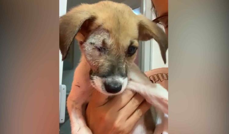 Denuncia Caninos 911 nueva agresión animal; ahora un perrito perdió un ojo