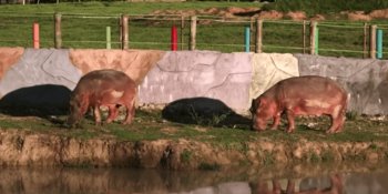 Dan positivo a COVID-19 dos hipopótamos en Bélgica