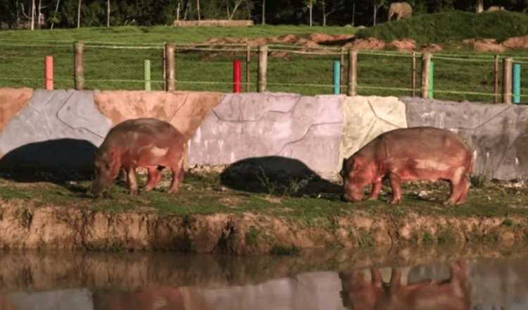 Dan positivo a COVID-19 dos hipopótamos en Bélgica