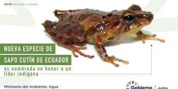 Hallan nueva especie de sapo en Ecuador