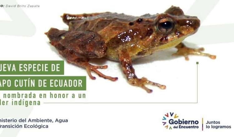 Hallan nueva especie de sapo… en Ecuador