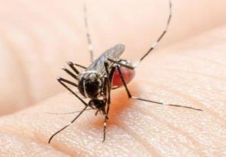 Registra Tabasco 3.5 casos positivos de dengue al día, según Sinave