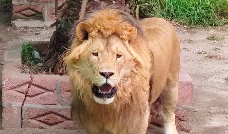 Asegura Profepa un león en un domicilio de Hidalgo