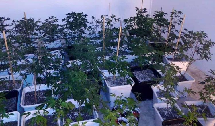 Desmantelan invernadero con 239 plantas de marihuana