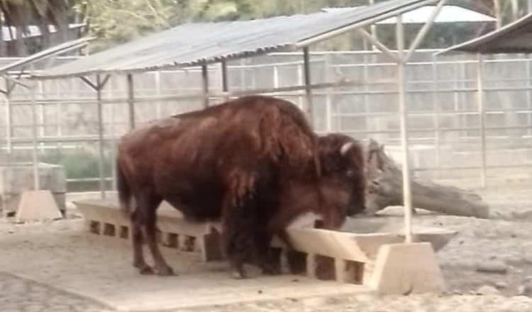 Muere bisonte “La Diabla”, del Zoológico de Chapultepec
