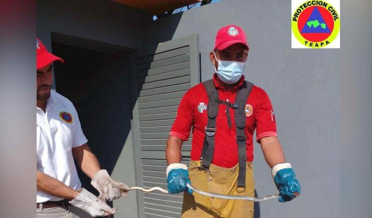 Serpiente causa pánico al entrar a tienda OXXO de Teapa