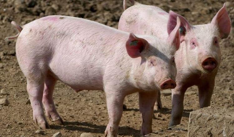 Mortandad de cerdos en Nayarit fue por agentes infecciosos y no por peste porcina: Sader