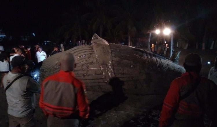 Hallan ballena muerta en Puerto Arista, Chiapas