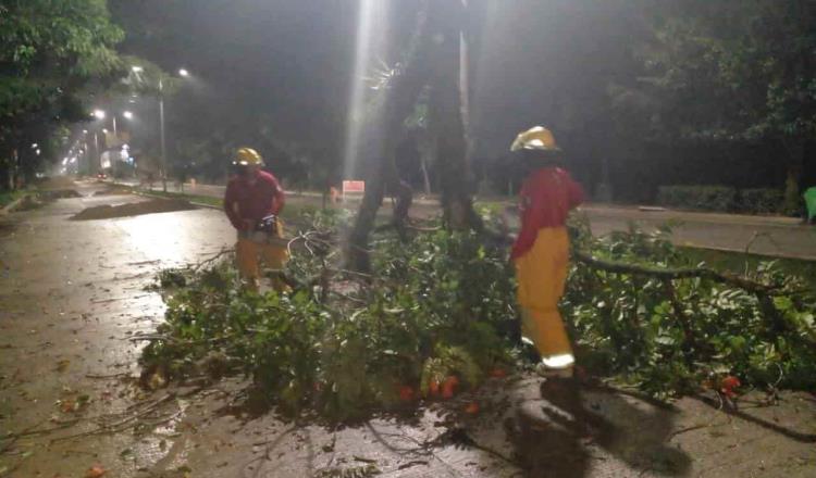 Dos árboles caídos tras presencia de frente Frío No. 19 en Tabasco