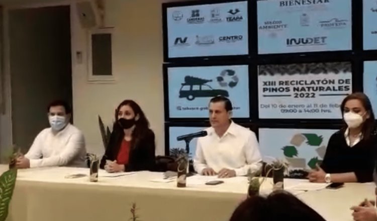 ¿Vas desechar tu pino de navidad?, la Secretaría de Bienestar instalará módulos para reciclarlos en 7 municipios