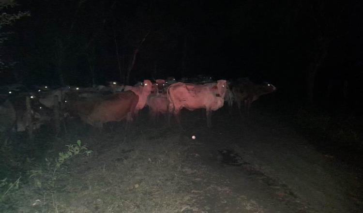 Recupera FGE 150 reses robadas en Huimanguillo