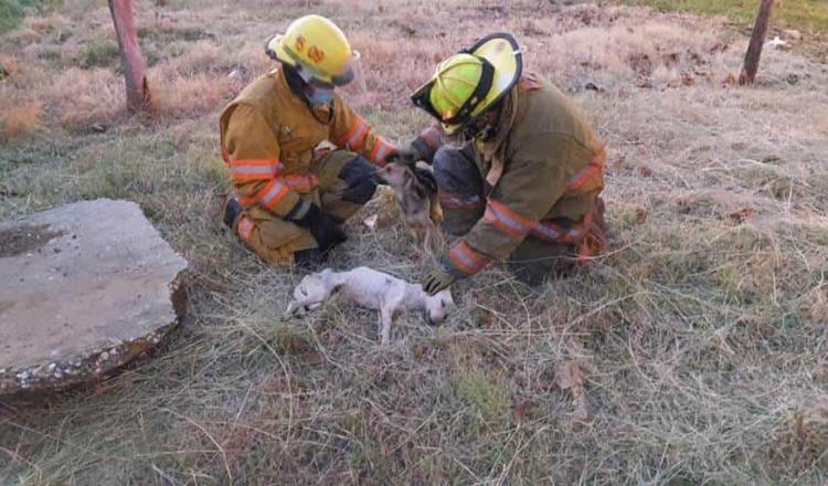 En Costa Rica, bomberos rescatan de un pozo a dos perritos desaparecidos desde hace un mes