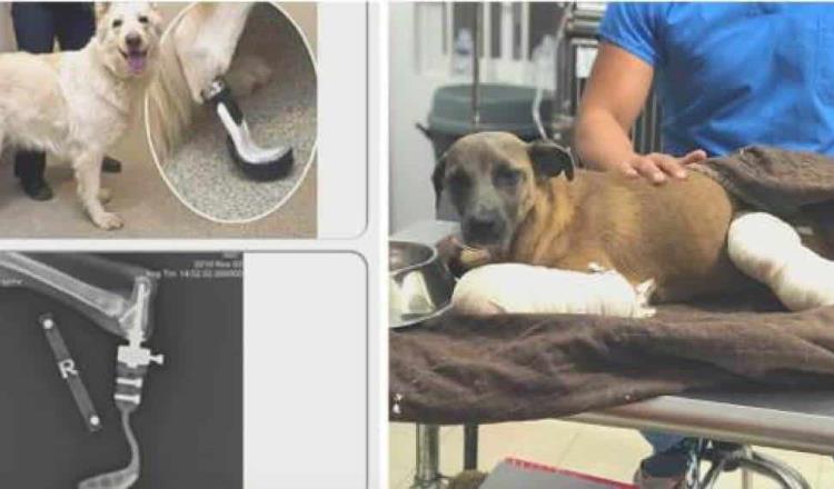 Buscan colocar prótesis fabricada en Rusia a perrita mutilada en Comalcalco