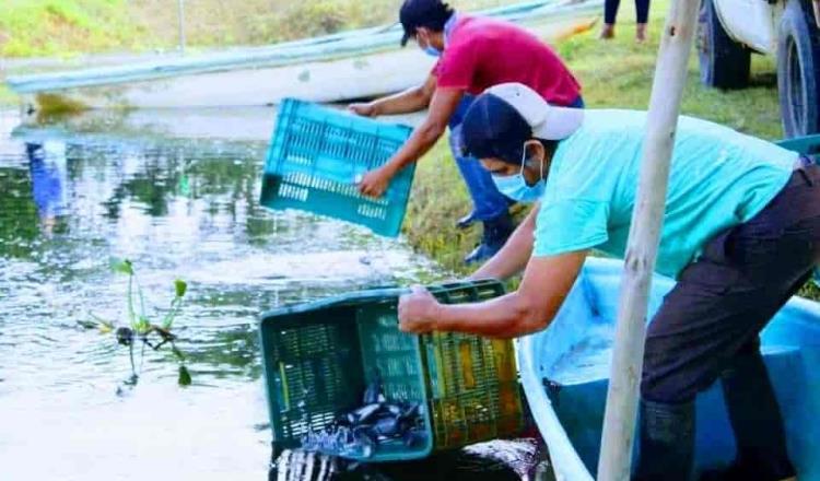Concluye repoblación de cuerpos lagunares en Tabasco… pero preocupan “pescadores libres”