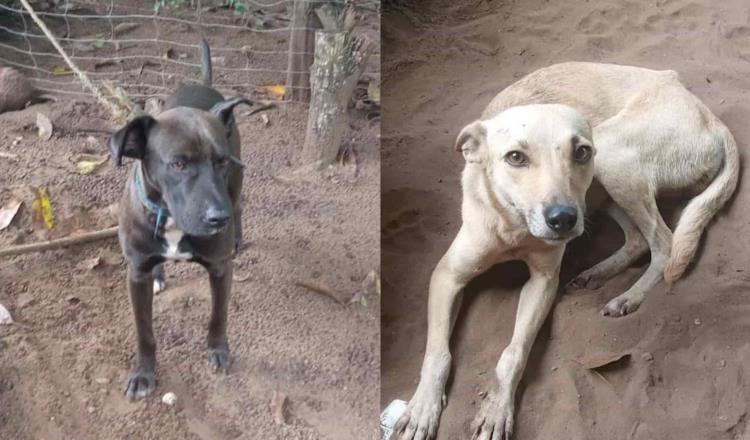Gobierno de Nacajuca no quiere atender casos de maltrato animal, denuncia Caninos 911