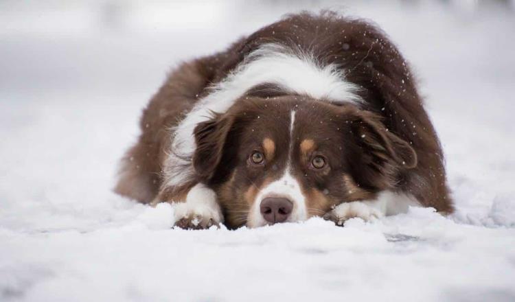Niña en Rusia sobrevive a tormenta de nieve; se mantuvo caliente abrazando un perro