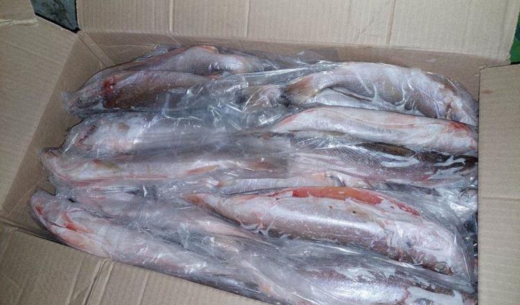 Decomisa Semar cargamento ilegal de pesca en Campeche