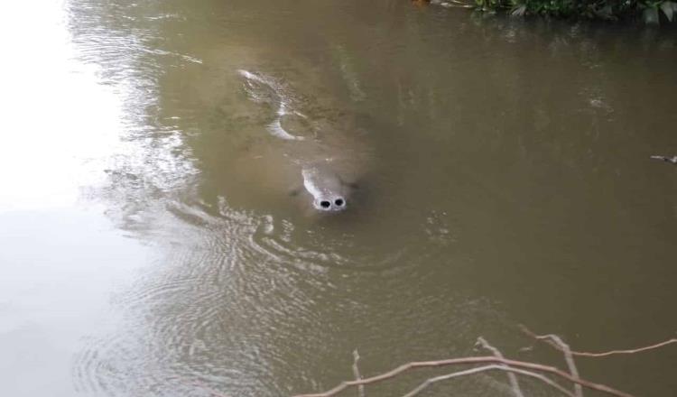 28 muertes de manatíes en lo que va del año, contabiliza Semarnat