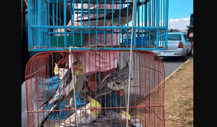 Decomisa Profepa 10 aves canoras y de ornato en Central de Abasto del EdoMex