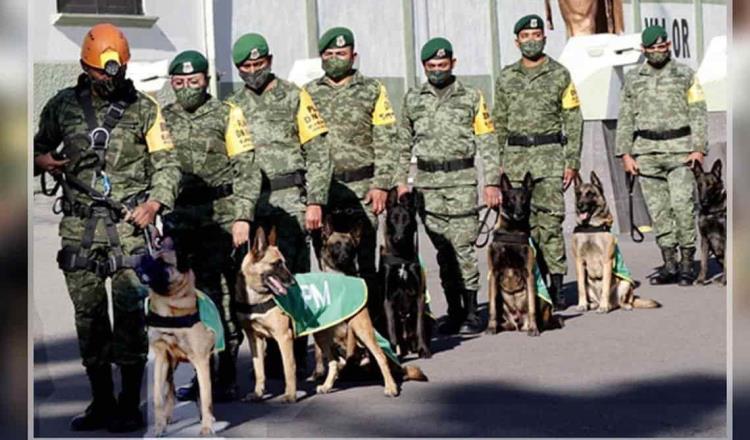 Sedena lanza convocatoria para adoptar perros jubilados