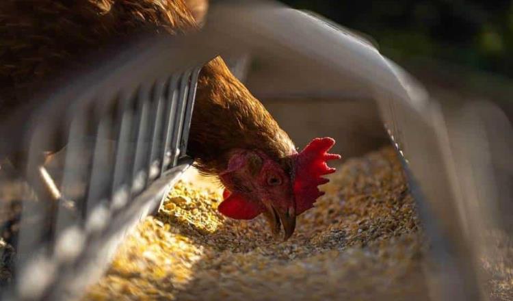 Por brote de influenza aviar, México restringe entrada de aves de Indiana, Estados Unidos