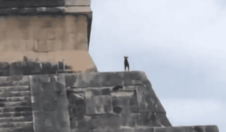 Rescatan a perrito que subía a zona arqueológica de Chichén Itzá