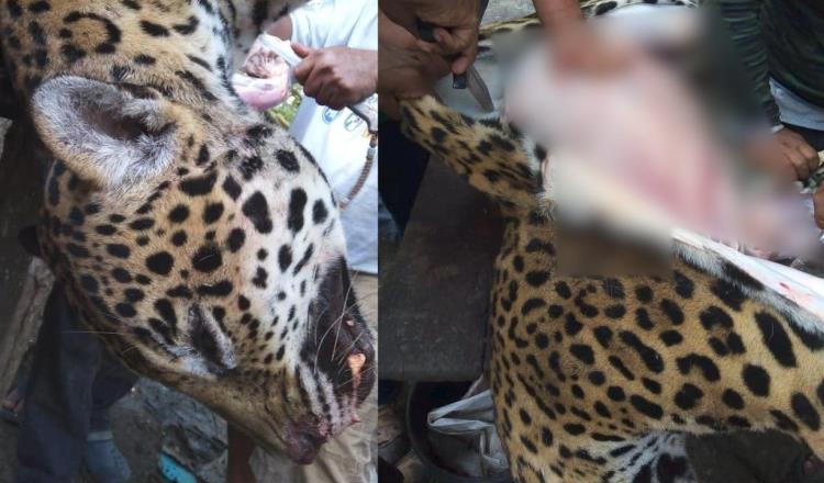 Destazan jaguar en Palizada, Campeche; Profepa investiga