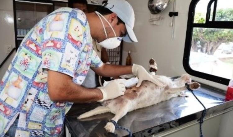 Anuncia Salud campaña de esterilización canina y felina para Centro