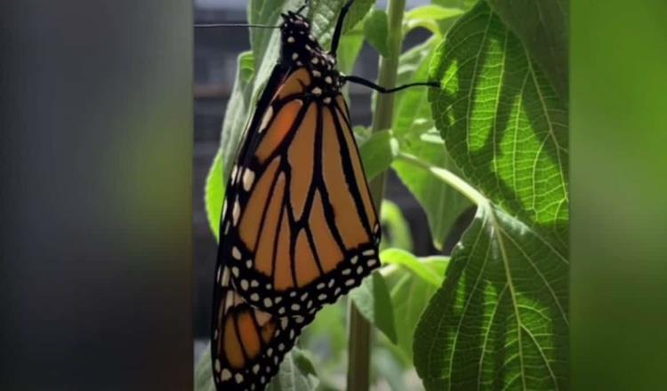Joven graba metamorfosis de la mariposa monarca y se vuelve viral