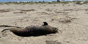 Hallan delfín muerto presuntamente en playa de Paraíso