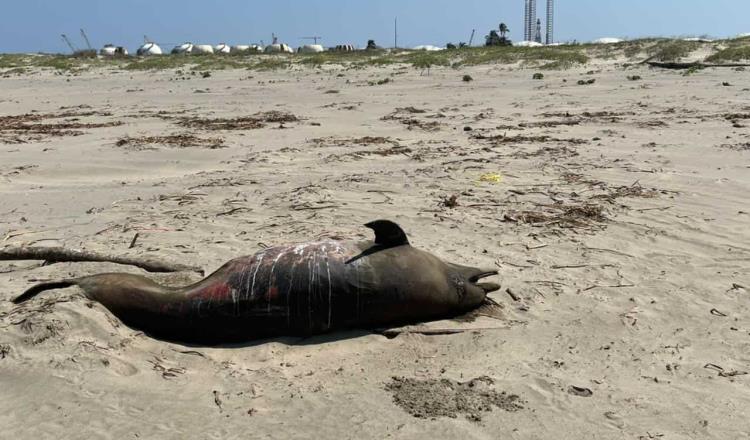 Hallan delfín muerto presuntamente en playa de Paraíso