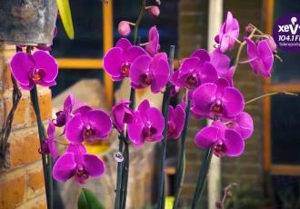VIDEO | Investigadores tabasqueños buscan salvar orquídeas de la extinción