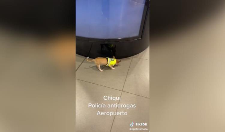 Detectan droga en aeropuerto de Colombia... con perro Chihuahua
