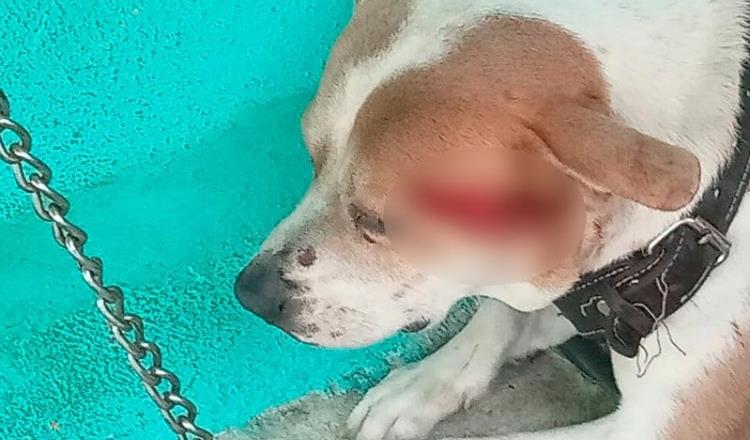 Sujeto ataca a machetazos a perro y le causa herida en la cabeza en Centro