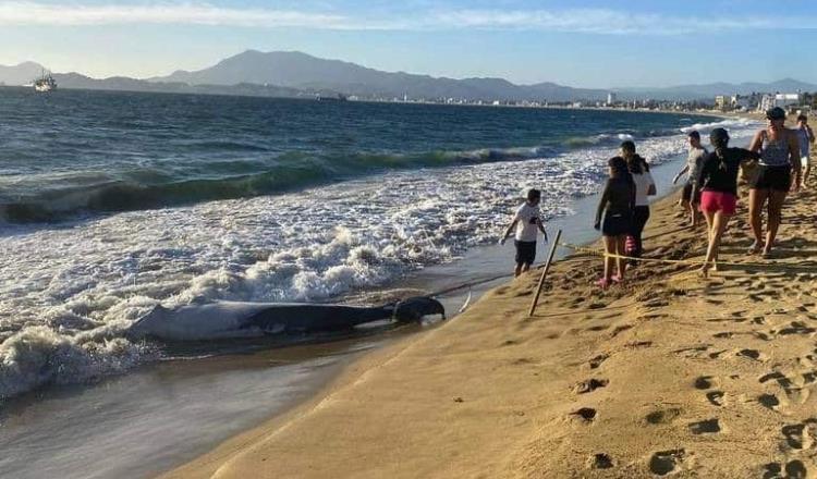 Aparece ballenato muerto en playa de Manzanillo