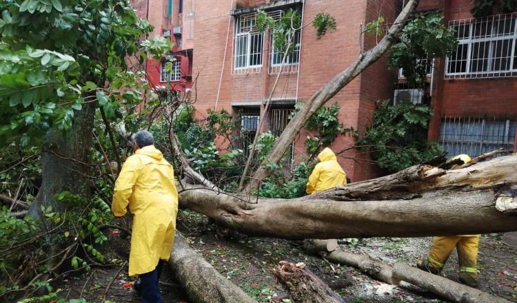 Fuertes vientos provocan caída de árboles, postes de alumbrado y lonas en Villahermosa