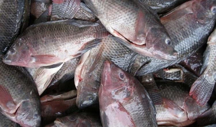 Tilapia por las nubes, costaría hasta 105 pesos el kilo en Cuaresma: productores