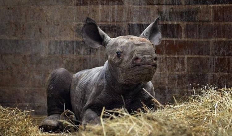 Nombran “Kiev” a rinoceronte negro recién nacido en República Checa