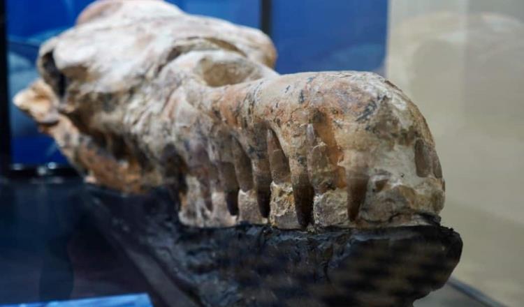 Hallan fósil de ballena primitiva de hace 36 millones de años en Perú 