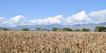 Advierten crisis alimentaria por escasez de fertilizantes para los cultivos de maíz en el Bajío