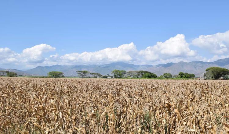 Advierten crisis alimentaria por escasez de fertilizantes para los cultivos de maíz en el Bajío