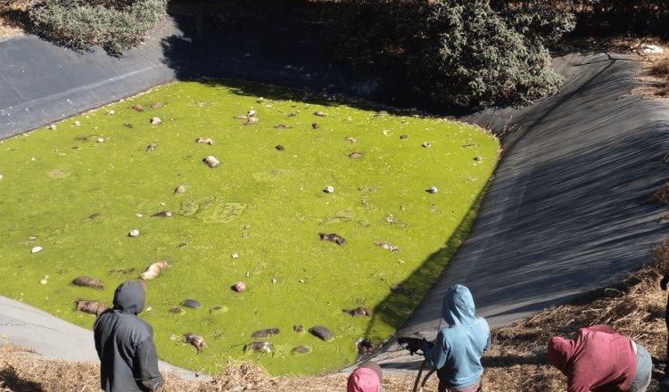 Indagan muerte de más de 100 perritos en laguna tóxica de Edomex