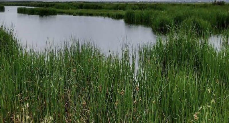 Declaran Al Lago De Texcoco Área Natural Protegida 4636