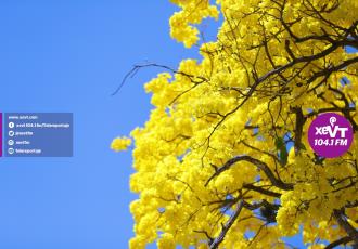 Villahermosa se pinta de amarillo con el florecer de los guayacanes