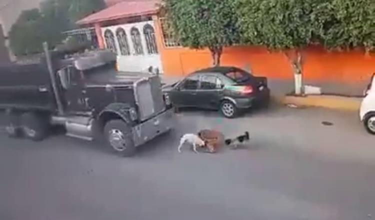 Conductor atropella a perros en Querétaro, presuntamente de manera intencional