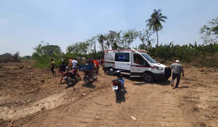 Mueren 2 hombres aplastados, por árbol que podaban… en Plátano y Cacao