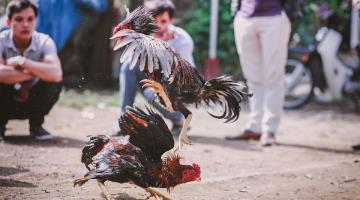 En Nuevo León ya son patrimonio cultural las peleas de gallos y las corridas de toros