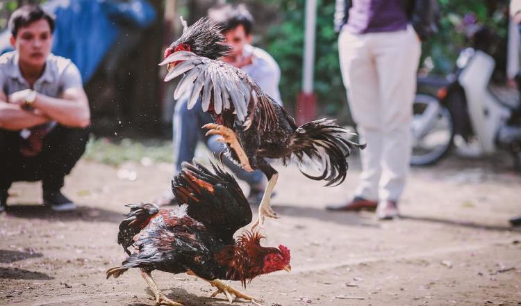 En Nuevo León ya son patrimonio cultural las peleas de gallos y las corridas de toros